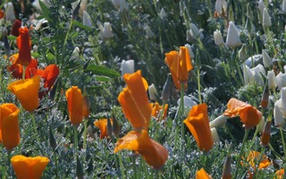 DSC00911.jpg
