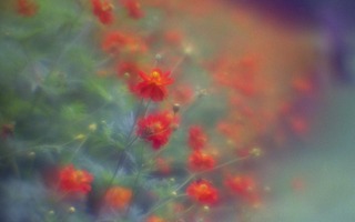 analog-film-canon-al-1-diy-single-lens-using-a-x35-vixens-pocket-lupe-p45n-magnifying-glass--kodak-ultramax-400-location-hama-rikyu-gardens-tokyo-japan-august-25-2017_36110010134_o.jpg
