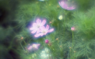 analog-film-canon-al-1-diy-single-lens-using-a-x35-vixens-pocket-lupe-p45n-magnifying-glass--kodak-ultramax-400-location-hama-rikyu-gardens-tokyo-japan-august-25-2017_36944192885_o.jpg