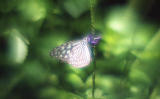 analog-film-exakta-rtl1000-with-homemade-single-lens-using-a-x20-magnifier-lens-fujicolor-100-location-adachi-park-of-livingthings-tokyo-july-14-2017_35110653494_o.jpg