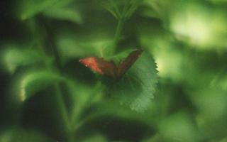 analog-film-exakta-rtl1000-with-homemade-single-lens-using-a-x20-magnifier-lens-fujicolor-100-location-adachi-park-of-livingthings-tokyo-july-14-2017_35110657464_o.jpg