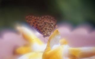 analog-film-exakta-rtl1000-with-homemade-single-lens-using-a-x20-magnifier-lens-fujicolor-100-location-adachi-park-of-livingthings-tokyo-july-14-2017_35141275913_o.jpg