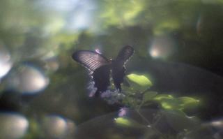analog-film-exakta-rtl1000-with-homemade-single-lens-using-a-x20-magnifier-lens-fujicolor-100-location-adachi-park-of-livingthings-tokyo-july-14-2017_35562123160_o.jpg