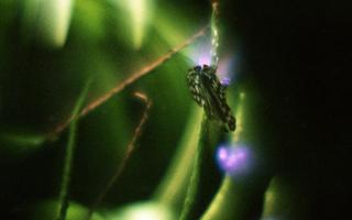 analog-film-exakta-rtl1000-with-homemade-single-lens-using-a-x20-magnifier-lens-fujicolor-100-location-adachi-park-of-livingthings-tokyo-july-14-2017_35780117402_o.jpg
