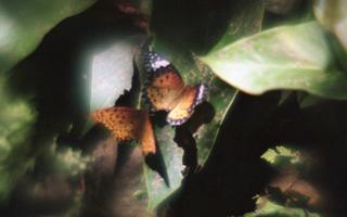 analog-film-exakta-rtl1000-with-homemade-single-lens-using-a-x20-magnifier-lens-fujicolor-100-location-adachi-park-of-livingthings-tokyo-july-14-2017_35909501646_o.jpg