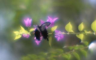 analog-film-exakta-rtl1000-with-homemade-single-lens-using-a-x35-magnifier-lens-fujifilm-superia-premium-400-location-adachi-park-of-livingthings-tokyo--july-14-2017_35561316530_o.jpg