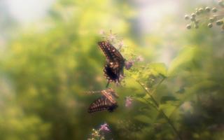 analog-film-exakta-rtl1000-with-homemade-single-lens-using-a-x35-magnifier-lens-fujifilm-superia-premium-400-location-adachi-park-of-livingthings-tokyo--july-14-2017_35561550580_o.jpg