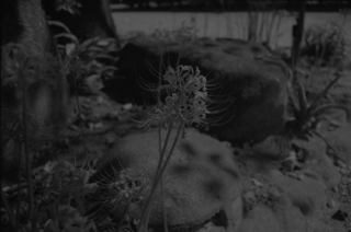 carl-zeiss-flektogon-28--35-fuji-neopan-100-acros---orange-filter-location-koyasu-fishing-village-canal-in-kanagawa--september-24-2015_21655706410_o.jpg