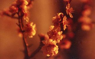 exakta-rtl1000-with-homemade-lens-using-a-single-lens-from-a-donor--bushnell-telescope-lomography-redscale-xr-50-200-location-toyama-memorial-museum-in-saitama-japan-march-12-2017_32678773354_o.jpg