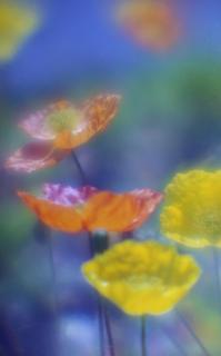 exakta-rtl1000-with-homemade-lens-using-a-x2-magnifier-lens--kodak-ektar-100-april-2-2017_33110593973_o.jpg