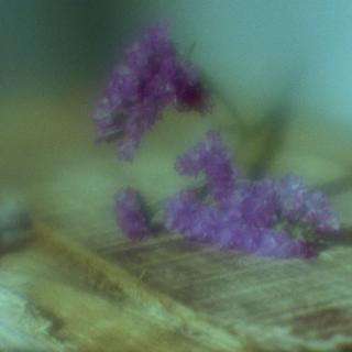 exakta-rtl1000-with-homemade-lens-using-a-x2-magnifier-lens-lomography-redscale-xr-50-200-location-in-my-home-asaka-shi-saitama-japan-february-13-2017_32910468226_o.jpg