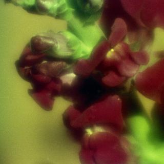 exakta-rtl1000-with-homemade-lens-using-a-x2-magnifier-lens-lomography-redscale-xr-50-200-location-in-my-home-asaka-shi-saitama-japan-february-13-2017_32951212135_o.jpg
