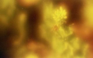 exakta-rtl1000-with-homemade-lens-using-a-x2-magnifier-lens-lomography-redscale-xr-50-200-location-nambata-castle-park-in-saitama-saitama-japan-february-26-2017_33087115252_o.jpg
