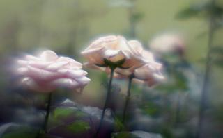 exakta-rtl1000-with-homemade-single-lens-using-a-x2-magnifier-lens--fujicolor-100-location-kawaguchi-green-center-saitama-japan-may-27-2017_34218838703_o.jpg