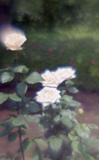 exakta-rtl1000-with-homemade-single-lens-using-a-x2-magnifier-lens--fujicolor-100-location-kawaguchi-green-center-saitama-japan-may-27-2017_34865494452_o.jpg