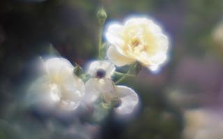 exakta-rtl1000-with-homemade-single-lens-using-a-x2-magnifier-lens--fujicolor-100-location-kawaguchi-green-center-saitama-japan-may-27-2017_34989242736_o.jpg