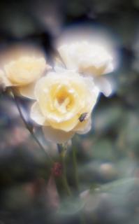 exakta-rtl1000-with-homemade-single-lens-using-a-x2-magnifier-lens--fujicolor-100-location-kawaguchi-green-center-saitama-japan-may-27-2017_35029251145_o.jpg