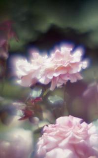 exakta-rtl1000-with-homemade-single-lens-using-a-x2-magnifier-lens--fujicolor-100-location-kawaguchi-green-center-saitama-japan-may-27-2017_35029292845_o.jpg