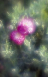exakta-rtl1000-with-homemade-single-lens-using-a-x2-magnifier-lens--fujicolor-100-location-konosu-saitama-japan-may-20-2017_33948384504_o.jpg