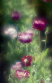 exakta-rtl1000-with-homemade-single-lens-using-a-x2-magnifier-lens--fujicolor-100-location-konosu-saitama-japan-may-20-2017_34405071520_o.jpg