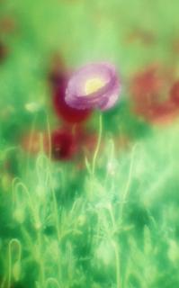 exakta-rtl1000-with-homemade-single-lens-using-a-x2-magnifier-lens--fujicolor-100-location-konosu-saitama-japan-may-20-2017_34750906326_o.jpg