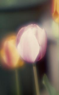 exakta-rtl1000-with-homemade-single-lens-using-a-x2-magnifier-lens--fujicolor-100-location-nasu-highland-northern-tochigi-japan-april-28-2017_33628429343_o.jpg