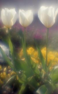 exakta-rtl1000-with-homemade-single-lens-using-a-x2-magnifier-lens--fujicolor-100-location-nasu-highland-northern-tochigi-japan-april-28-2017g038_33628417803_o.jpg