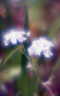exakta-rtl1000-with-homemade-single-lens-using-a-x2-magnifier-lens--fujicolor-100-location-showa-commemorative-national-government-park--a-national-government-park-in-akishima-tokyo-may-3-2017_34236848820_o.jpg