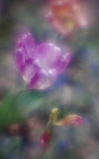 exakta-rtl1000-with-homemade-single-lens-using-a-x2-magnifier-lens--fujicolor-100-location-showa-commemorative-national-government-park--a-national-government-park-in-akishima-tokyo-may-3-2017_34492602871_o.jpg