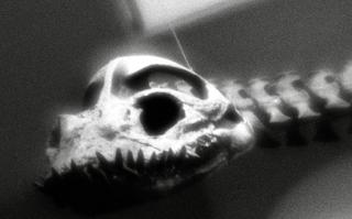 exakta-rtl1000-with-homemade-single-lens-using-a-x35-magnifier-lens--rollei-rpx-400-location-national-museum-of-nature-and-science-ueno-tokyo-japan-june-24-2017-httpwwwkahakugojpenglish_35227462790_o.jpg