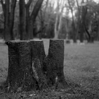 meopta-flexaret-iv-belar-f80mm-kodak-tri-x-400-location-wako-jurin-koen-wako-forest-park-saitama-september-3-2016_29005732193_o.jpg