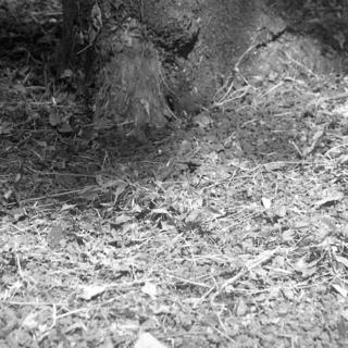meopta-flexaret-iv-belar-f80mm-kodak-tri-x-400-location-wako-jurin-koen-wako-forest-park-saitama-september-3-2016_29594798236_o.jpg