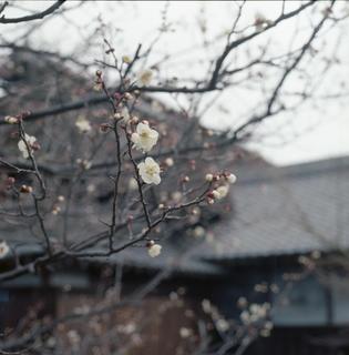 plum-blossom-in-nambata-castle-park-in-saitama-rolleiflex-sl66-with-ttl-meter-finder--filmed-by-rollei-hft-planar28--80-kodak-ektar-100-location-my-home-some-pictures-are-multi-exposed-asaka-shi-japan-february-14-2016_25101257906_o.jpg