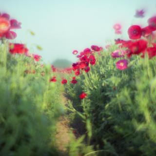 rolleiflex-sl66-with-homemade-lens-using-a-x2-magnifier-lens-fuji-pro-160-ns-location-konosu-saitama-japan-may-20-2017_34517585720_o.jpg
