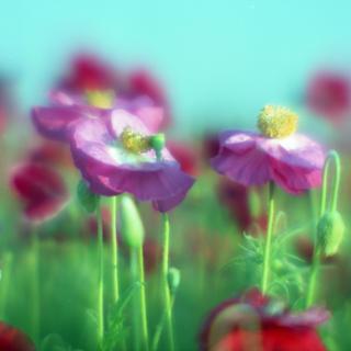 rolleiflex-sl66-with-homemade-lens-using-a-x2-magnifier-lens-fuji-pro-160-ns-location-konosu-saitama-japan-may-20-2017_34772809951_o.jpg