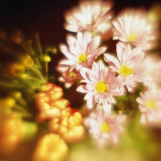 rolleiflex-sl66-with-homemade-lens-using-a-x2-magnifier-lens-lomography-redscale-xr-50-200--location-in-my-home-asaka-shi-saitama-japan-january-21-2017_32551588095_o.jpg