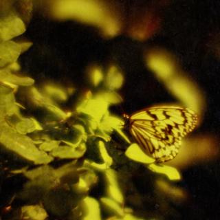 rolleiflex-sl66-with-homemade-lens-using-a-x2-magnifier-lens-lomography-redscale-xr-50-200-location-adachi-park-of-living-things-tokyo--december-16-2016_31094249724_o.jpg