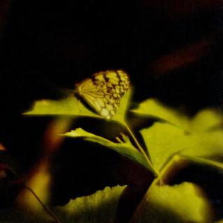 rolleiflex-sl66-with-homemade-lens-using-a-x2-magnifier-lens-lomography-redscale-xr-50-200-location-adachi-park-of-living-things-tokyo--december-16-2016_31817237481_o.jpg