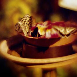 rolleiflex-sl66-with-homemade-lens-using-a-x2-magnifier-lens-lomography-redscale-xr-50-200-location-adachi-park-of-living-things-tokyo--december-16-2016_31817511781_o.jpg