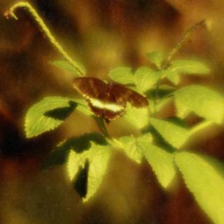 rolleiflex-sl66-with-homemade-lens-using-a-x2-magnifier-lens-lomography-redscale-xr-50-200-location-adachi-park-of-living-things-tokyo--december-16-2016_31897139456_o.jpg