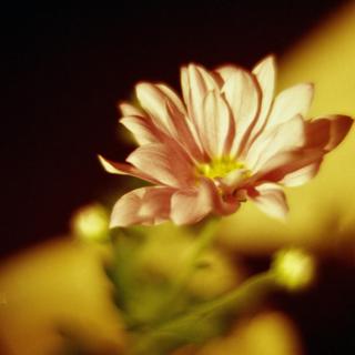 rolleiflex-sl66-with-homemade-lens-using-the-front-lens-element-of-olympus-hzuiko-w-f35cm-lomography-redscale-xr-50-200--location-in-my-home-asaka-shi-saitama-japan-january-21-2017_32551644605_o.jpg