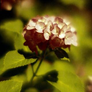 rolleiflex-sl66-with-homemade-lens-x2-magnifying-glass-filmed-by-lomography-redscale-xr-50-200-location-hakusan-shrine-hydrangea-festival-tokyo-japan-june-17-2016_27737494961_o.jpg