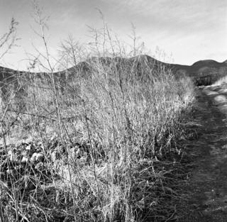 rolleiflex-sl66-with-ttl-finder--filmed-by-rollei-hft-planar28--80-ilford-xp2-super-400--yellow-filter-location-foot-of-mt-asama-nagano-japan-january-10-2016_24523156426_o.jpg