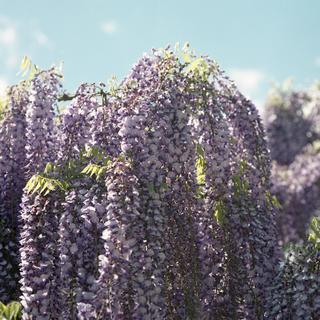 rolleiflex-sl66-with-ttl-meter-finder--filmed-by-carl-zeiss-s-planar-156-f120mm---fuji-pro-160-ns-location-ashikaga-flower-park---world-famous-great-wisteria-garden-tochigi-japan-april-29-2016_26394456603_o.jpg