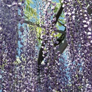 rolleiflex-sl66-with-ttl-meter-finder--filmed-by-carl-zeiss-s-planar-156-f120mm---fuji-pro-160-ns-location-ashikaga-flower-park---world-famous-great-wisteria-garden-tochigi-japan-april-29-2016_26904185932_o.jpg