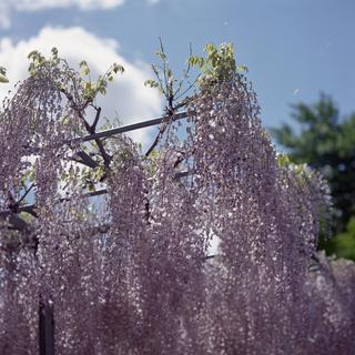 rolleiflex-sl66-with-ttl-meter-finder--filmed-by-carl-zeiss-s-planar-156-f120mm---fuji-pro-160-ns-location-ashikaga-flower-park---world-famous-great-wisteria-garden-tochigi-japan-april-29-2016_26998312555_o.jpg