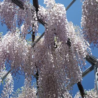 rolleiflex-sl66-with-ttl-meter-finder--filmed-by-carl-zeiss-s-planar-156-f120mm---fuji-pro-160-ns-location-ashikaga-flower-park---world-famous-great-wisteria-garden-tochigi-japan-april-29-2016_26998316165_o.jpg