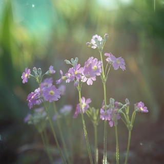 rolleiflex-sl66-with-ttl-meter-finder--filmed-by-carl-zeiss-s-planar-156-f120mm--kodak-ektar-100-location-kurome-river-side-asaka-shi-japan-march-27-2016_25580521874_o.jpg
