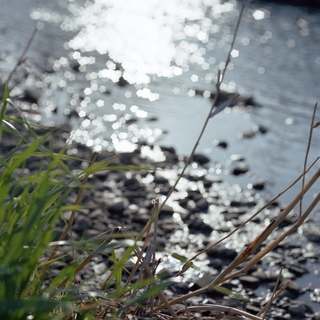rolleiflex-sl66-with-ttl-meter-finder--filmed-by-carl-zeiss-s-planar-156-f120mm--kodak-ektar-100-location-kurome-river-side-asaka-shi-japan-march-27-2016_25912426070_o.jpg