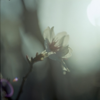 rolleiflex-sl66-with-ttl-meter-finder--filmed-by-carl-zeiss-s-planar-156-f120mm--kodak-ektar-100-location-kurome-river-side-asaka-shi-japan-march-27-2016_26159316586_o.jpg